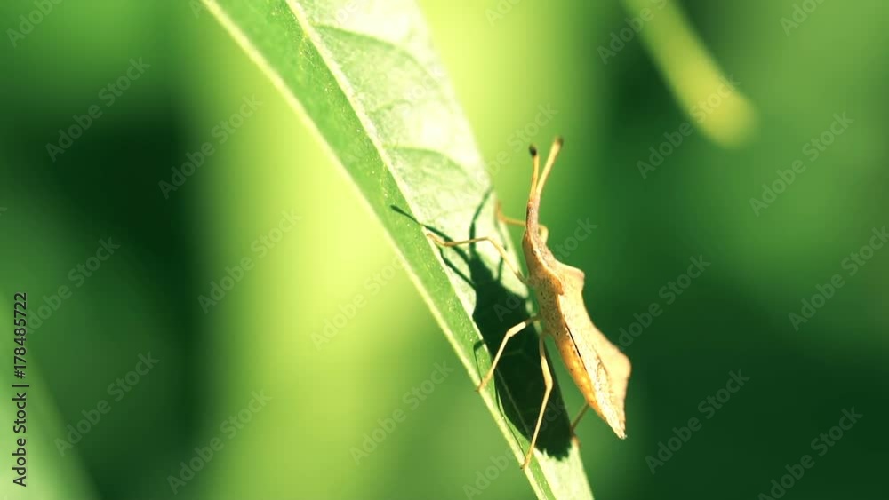 Shield Bug Insect Walking On Leaf In Slow Motion Shield Bug Insect Walking On Leaf In Slow Motion