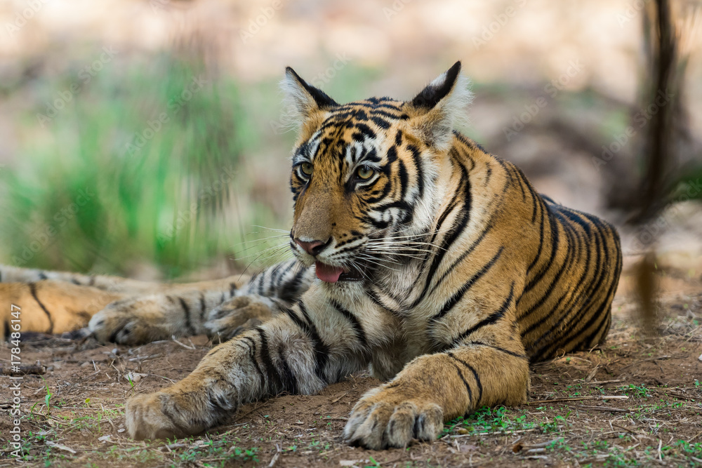 Fototapeta premium Tiger cub from ranthambore national park, India