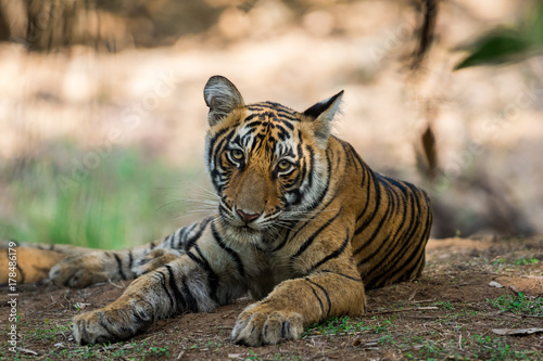 A portrait of tiger cub, Ranthambore National Park, India