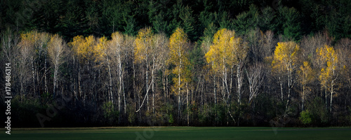 Wall of birch trees showing last color of autumn