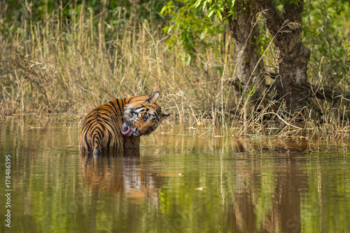 A male tiger cub from bandhavgarh national park, IndiaA bold male tiger panthera tigris cooling off in a cold water of stream with a green background in summer at bandhavgarh national park , India photo