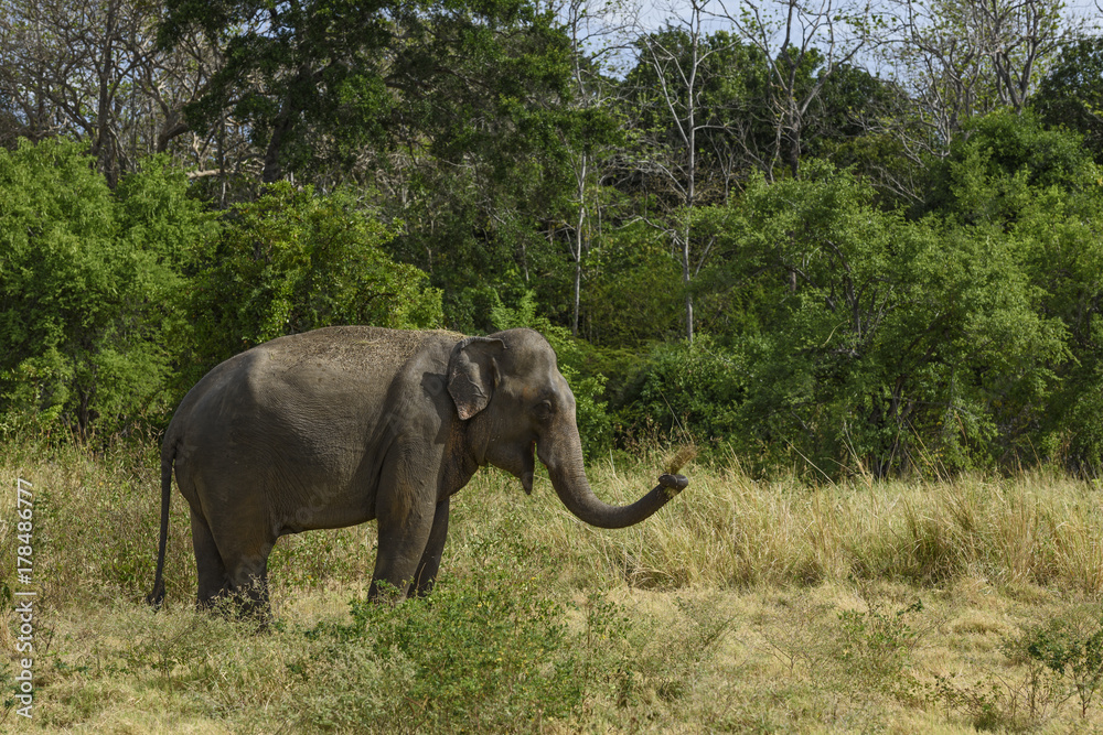 Naklejka premium Sri Lankan Elephant - Elephas maximus maximus, Sri Lanka