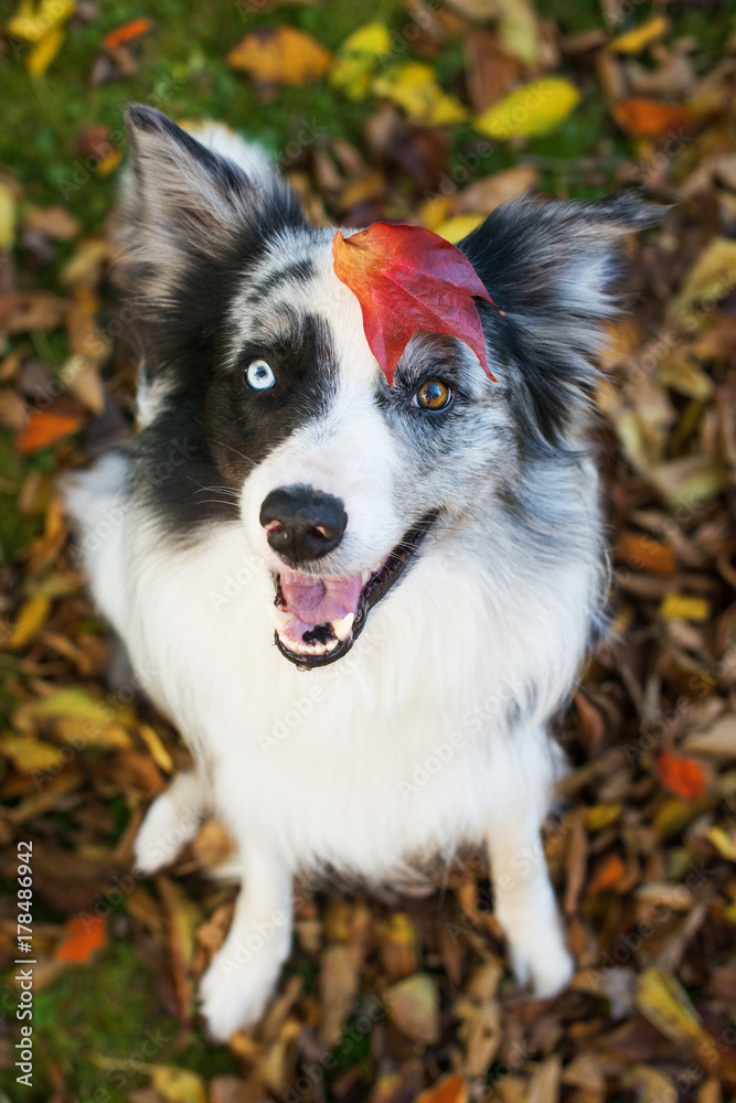 Border Collie im Herbst Border Collie im Herbst