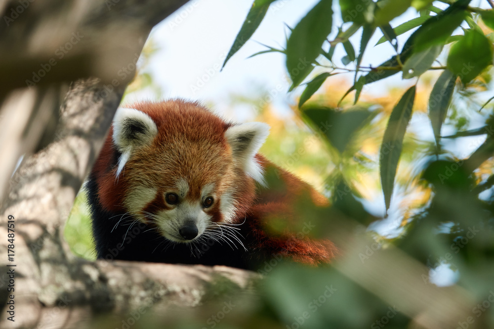 Fototapeta premium Red panda on a tree closeup