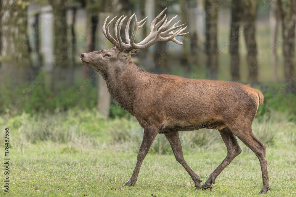 hirsch hirsch
