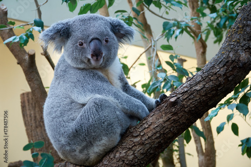 Cute marsupial bear of a koala sitting on a tree
