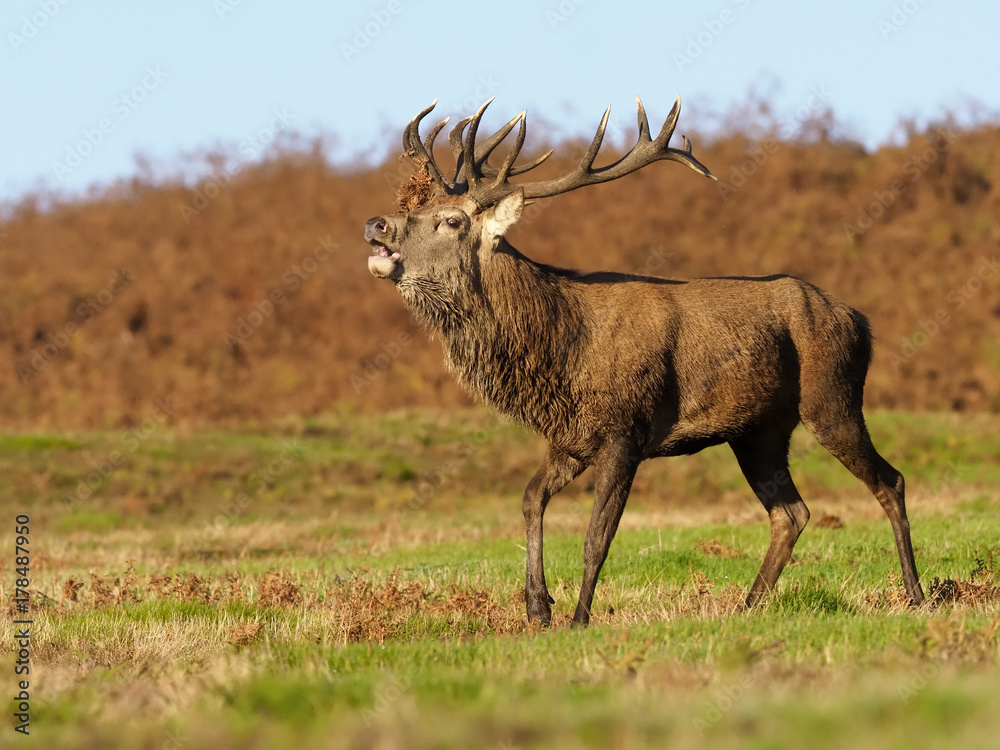 Red deer, Cervus elaphus Red deer, Cervus elaphus