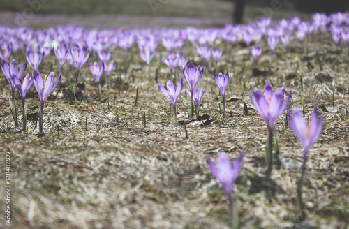 Fioletowe krokusy na górskiej polanie na wiosnę