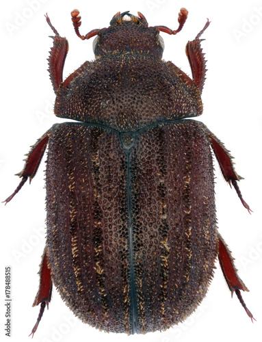 chrząszcz jelonkowaty Lucanidae Aesalua
