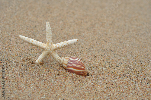 A sea star and shell on a beach with the ocean in the background