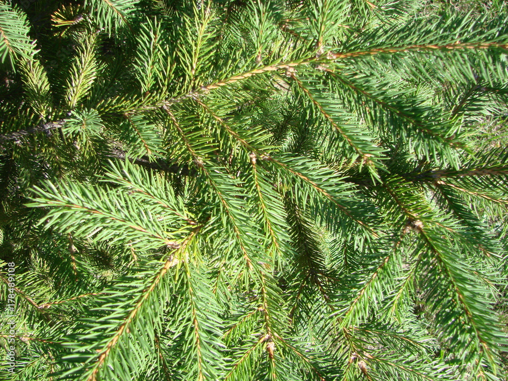 Green spruce branches as a textured background. Green spruce, white spruce or Colorado blue spruce. Green spruce branches as a textured background. Green spruce, white spruce or Colorado blue spruce.