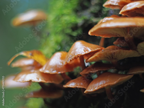 Hypholoma capnoides on a stump in the forest