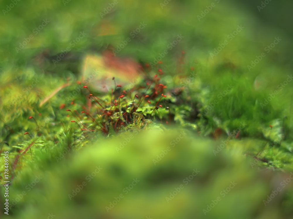 moss on a stump moss on a stump
