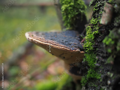 mushroom tinderpipe on a tree in the forest
