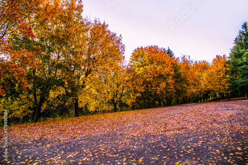 Autum forest background with a colorful of autumn leaves.