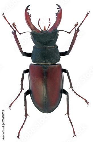 Jelonek rogacz Lucanus cervus samiec