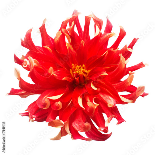 Flower of beautiful red dahlia macro nature isolated on white background. Botanical, concept, flora, idea. Peony form