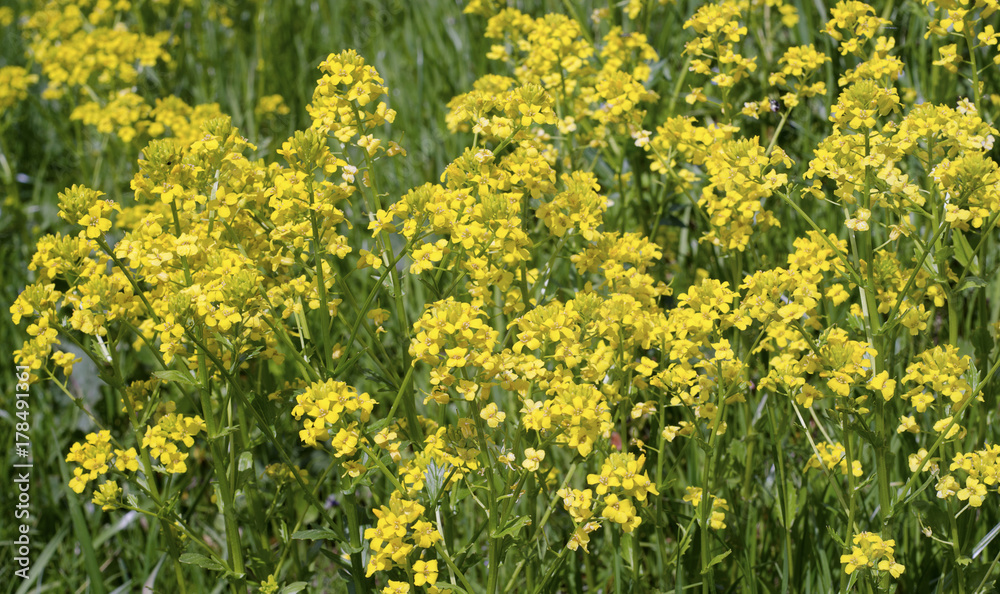 yellow flower field