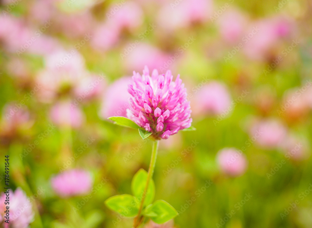 Pink clover flower in center of a field at shallow depth Pink clover flower in center of a field at shallow depth