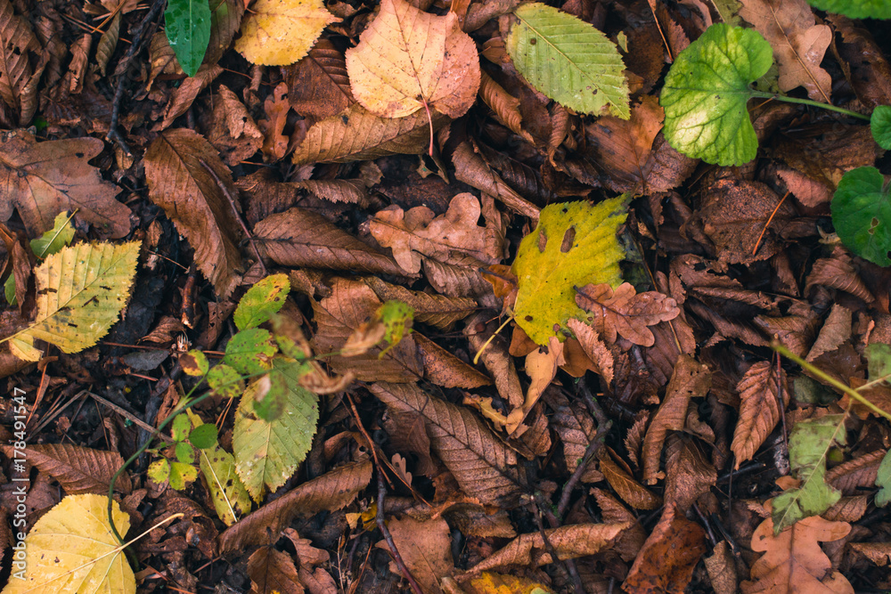 Autumn background. Dry leaves on the ground with a blurred background.