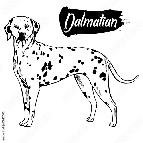 Hand drawn sketch style dalmatian. Vector illustration isolated on white background.