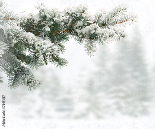 Sprig of christmas tree (spruce Picea pungens) covered hoarfrost and in snow in by winter fir forest during snowfall.