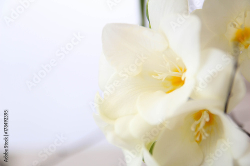 White Freesia flowers. Bouquet