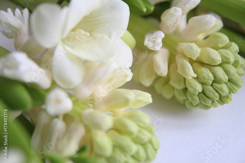 White hyacinth. Blooming White Freesia Flowers