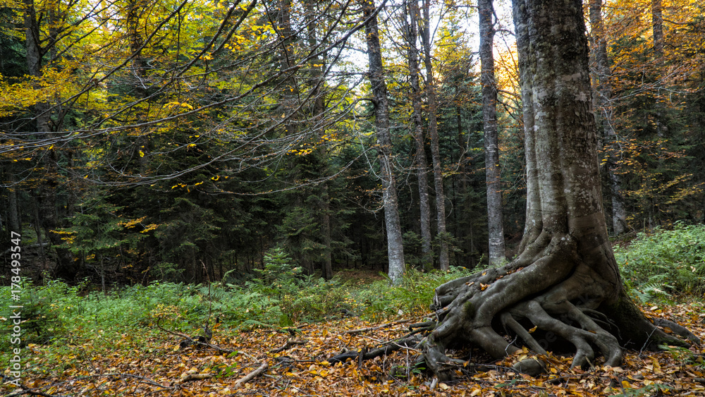beech tree roots out of the forest beech tree roots out of the forest