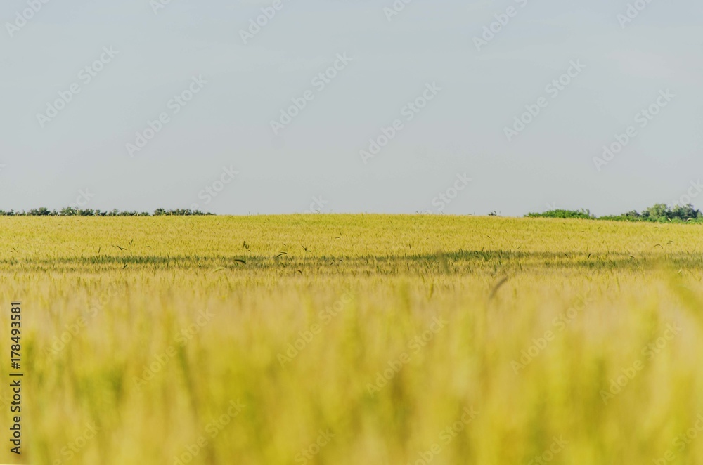 Fototapeta premium agriculture landscape