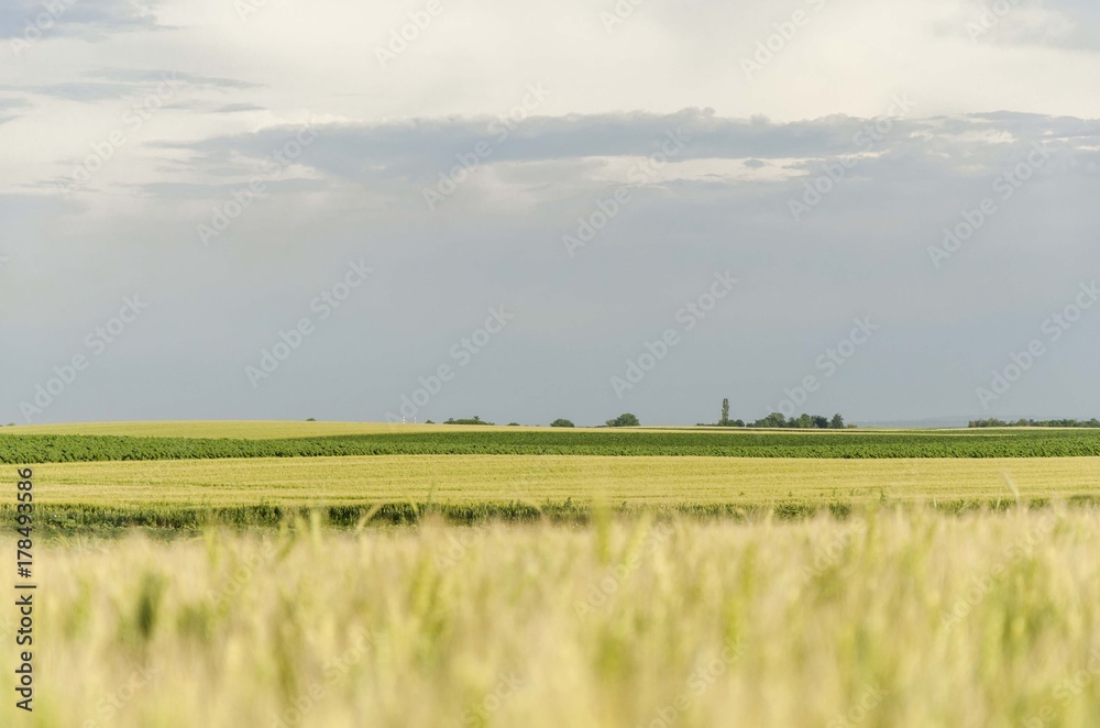 Fototapeta premium agriculture landscape