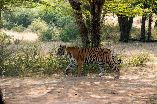 Wild free Indian Tiger Ranthambore photo