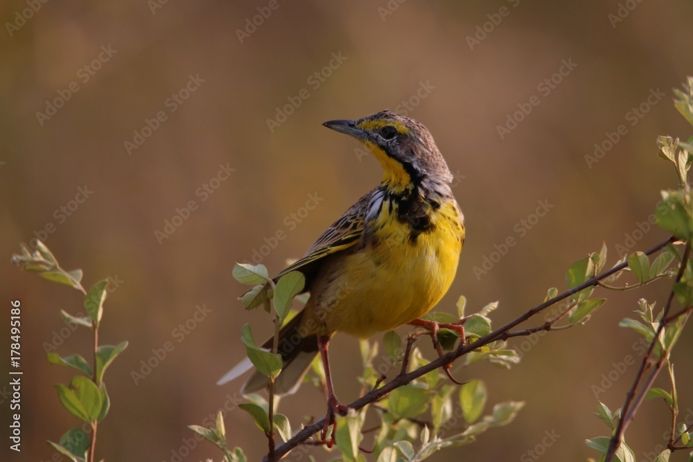 Fototapeta premium Gelbkehlgroßsporn