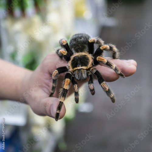 big spider tarantula sits crawling on the man's arm
