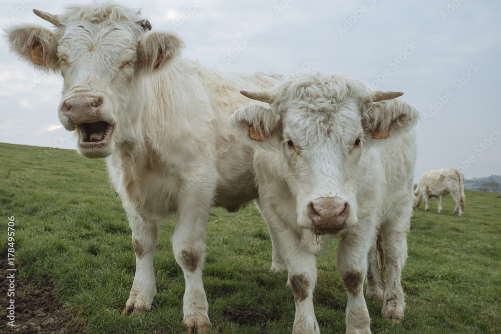 Cows grazing on a field. Normandy, France. Breed of large beef cattle. Cloudy morning in a countryside. Toned Cows grazing on a field. Normandy, France. Breed of large beef cattle. Cloudy morning in a countryside. Toned