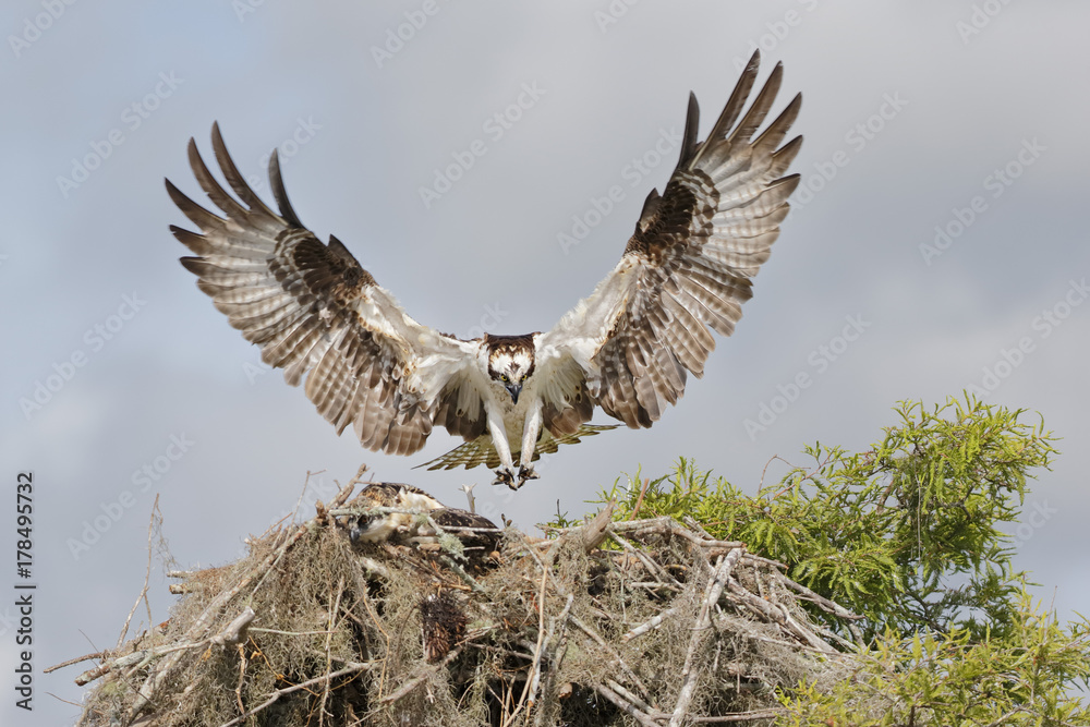 © Clemens Vanderwerf - Osprey landing on a nest with tree branches and spanish moss in Florida © Clemens Vanderwerf - Osprey landing on a nest with tree branches and spanish moss in Florida