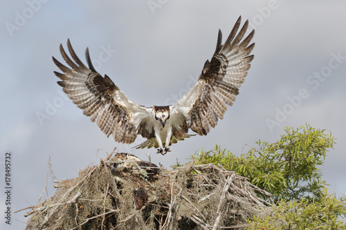 Osprey landing on a nest with tree branches and spanish moss in Florida