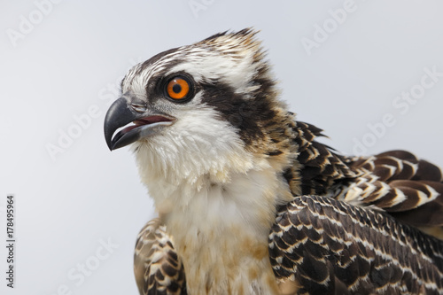 Osprey chick head portrait in Florida
