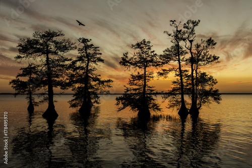 Osprey flying with cypress trees at sunset on lake in Florida
