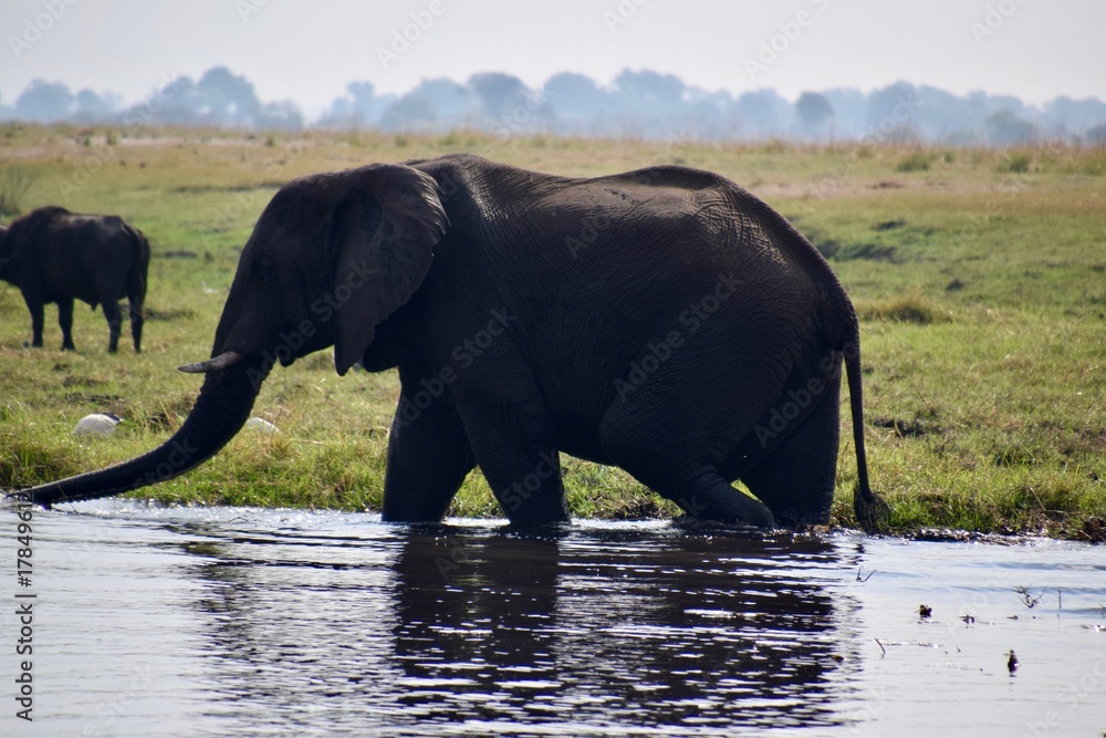 Fototapeta premium Elefant