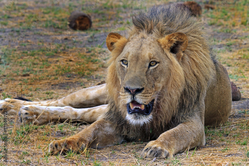 Large Male African Lion (Leo Panthera), resting on the plains in Hwange National Park, Zimbabwe Large Male African Lion (Leo Panthera), resting on the plains in Hwange National Park, Zimbabwe