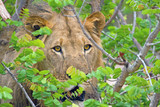 (Male Lion leo panthera) peeping out from behind a vibrant green bush in Hwange National Park, Zimbabwe