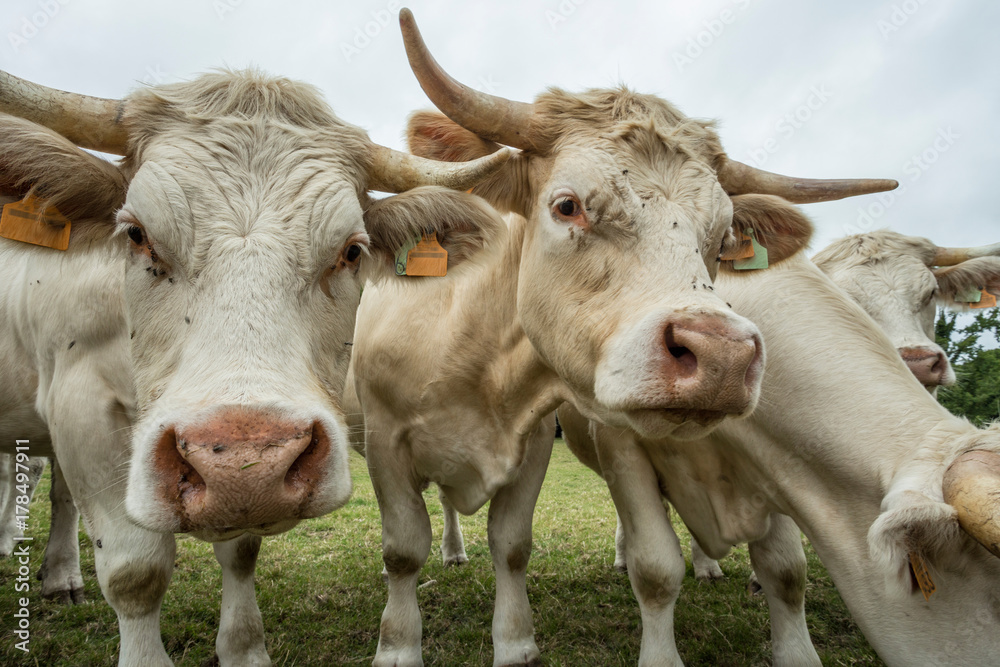 Cows grazing on a green grassy field on a sunny day, Normandy, France. Cattle breeding, industrial agriculture concept. Summer countryside landscape, pastureland for domesticated livestock. Close up.