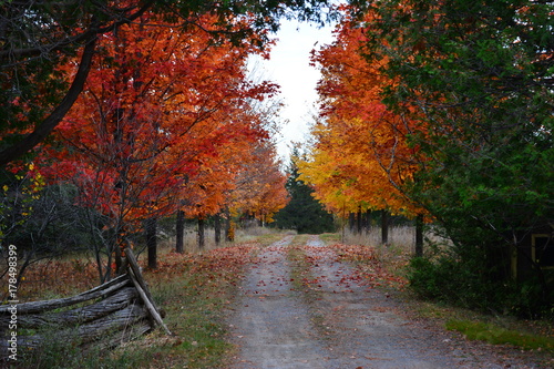 Country lane in the fall
