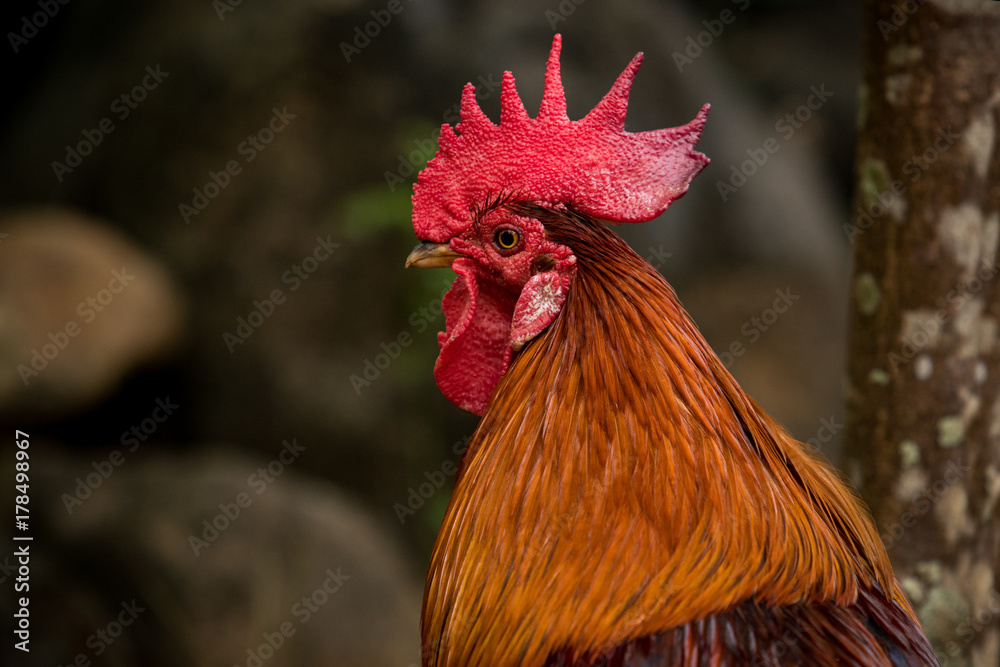 close up head of red jungle fowl against blur background