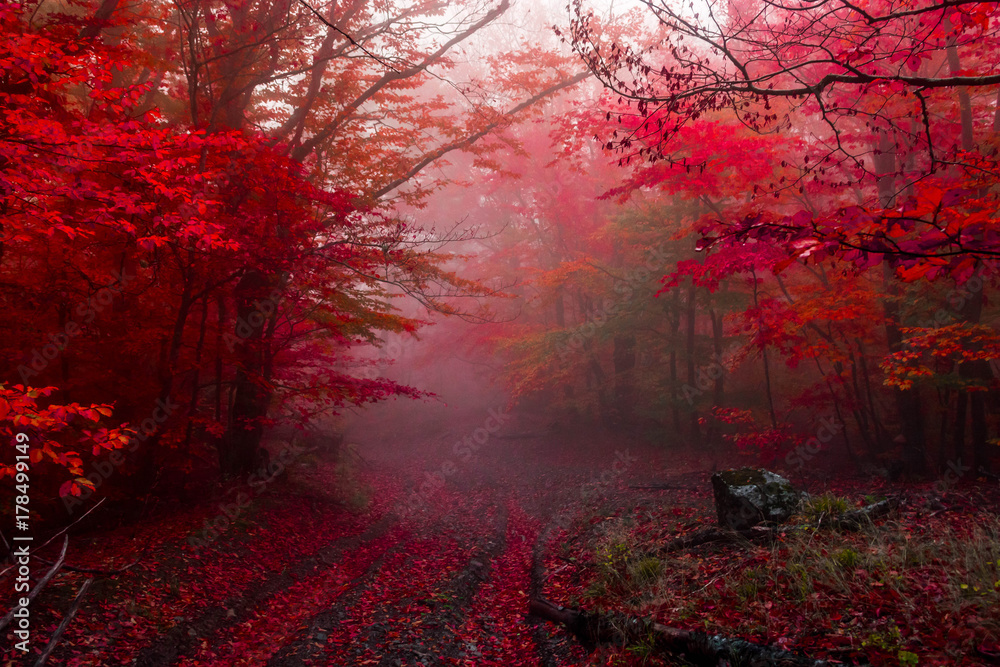 autumn forest 5