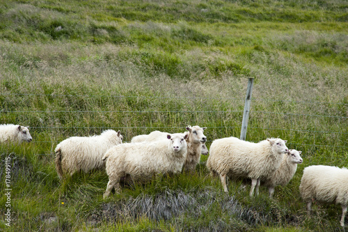 Sheeps in a typical Icelandic landscape Vatnsnes Peninsula, a wild nature of rocks and shrubs, rivers and lakes.