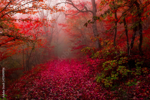 autumn forest 10