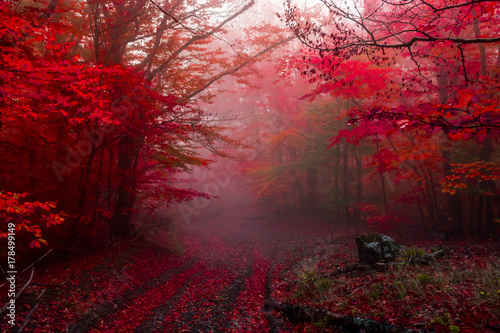 autumn forest 5