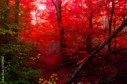autumn forest 4
